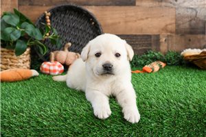 Allen - puppy for sale
