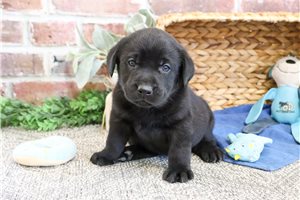 Rolo - puppy for sale