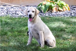 Meeko - Labrador Retriever for sale