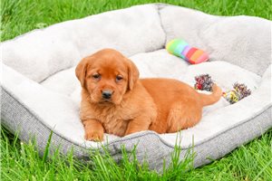 Rebecca - Labrador Retriever for sale