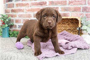Bubbles - puppy for sale