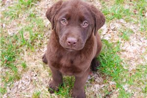 Tank - puppy for sale