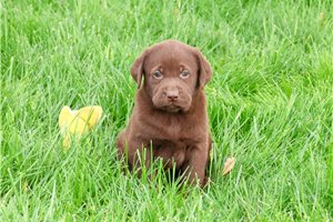 Evan - Labrador Retriever for sale