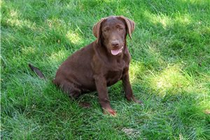 Cali - Labrador Retriever for sale