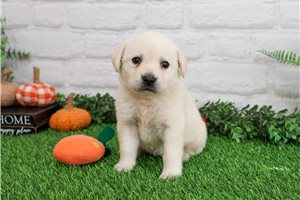 Molly - puppy for sale