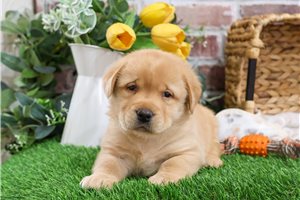 Finn - Labrador Retriever for sale