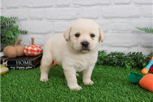 Joan - puppy for sale