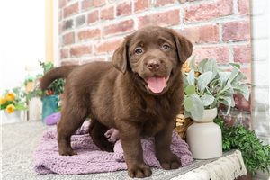 Squirt - Labrador Retriever for sale