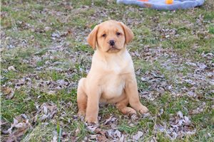 Freddie - Labrador Retriever for sale