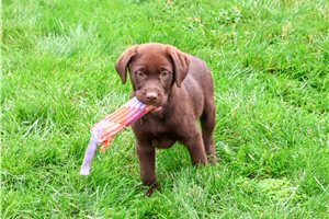 Rylee - Labrador Retriever for sale