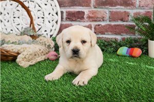 Taylor - puppy for sale