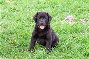 Tatiana - Labrador Retriever for sale