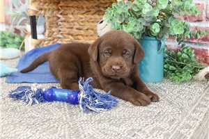 Twix - Labrador Retriever for sale