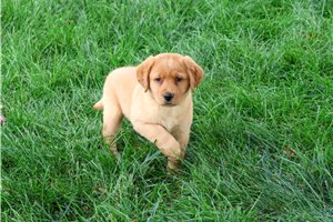 Diamond - puppy for sale