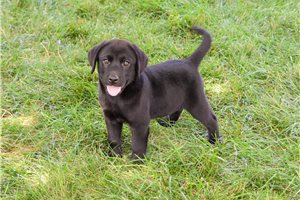 Rolo - puppy for sale