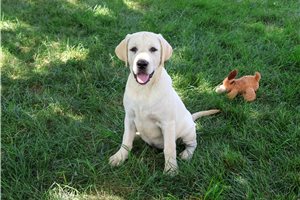Meeko - Labrador Retriever for sale