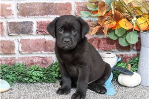 Pharoah - puppy for sale