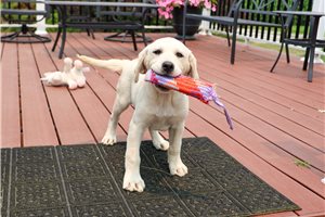 Periwinkle - puppy for sale