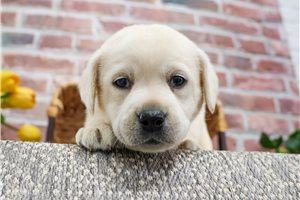 Izzy - Labrador Retriever for sale