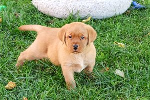 Rigger - puppy for sale