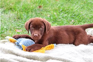 Kibble - Labrador Retriever for sale