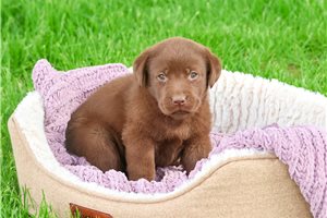 Cali - Labrador Retriever for sale