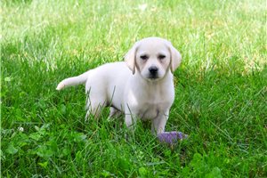 Periwinkle - Labrador Retriever for sale