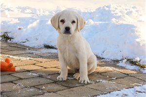 Chris - Labrador Retriever for sale