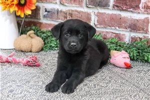 Penelope - puppy for sale