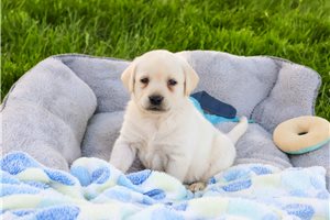 Meeko - Labrador Retriever for sale
