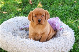 Raisen - Labrador Retriever for sale