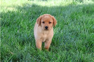 Denise - Labrador Retriever for sale