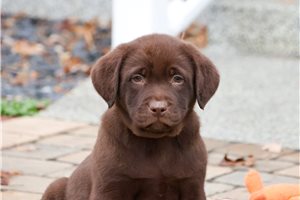 Cypress - puppy for sale