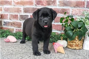 Pandora - puppy for sale