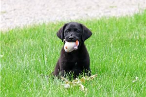 Fawn - Labrador Retriever for sale