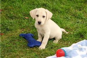 Nico - Labrador Retriever for sale
