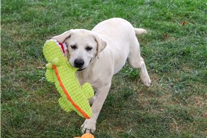 Phillip - Labrador Retriever for sale