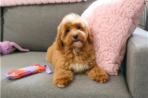 Lasagna - Mini Goldendoodle for sale
