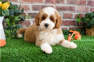 Cavatappi - puppy for sale