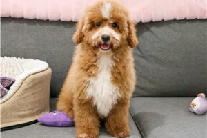 Mezzelune - Goldendoodle, Mini for sale