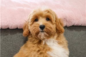 Fiori - Goldendoodle, Mini for sale