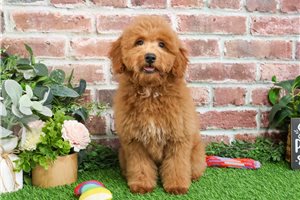 Dior - Goldendoodle, Mini for sale
