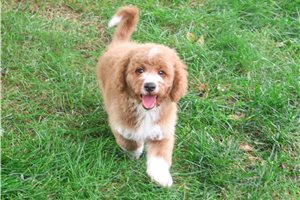 Emory - Mini Goldendoodle for sale