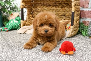 Maria - puppy for sale
