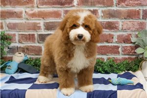 Penne - Goldendoodle, Mini for sale