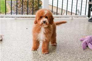 Mezzelune - Goldendoodle, Mini for sale