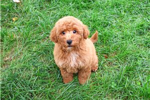 Enrico - Mini Goldendoodle for sale