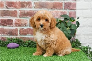 Fiori - puppy for sale