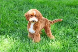 Mezzelune - Goldendoodle, Mini for sale