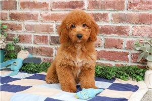Farfalle - Goldendoodle, Mini for sale